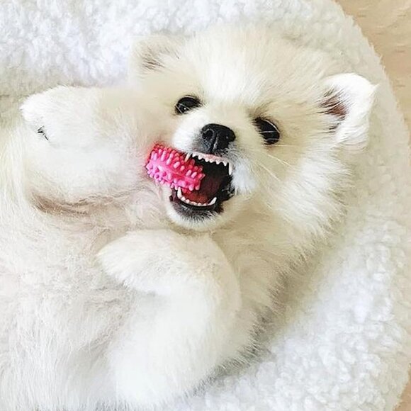 Puppy Chew Toys & Natural Treat Triple Pack, Pink, Chicken & Bacon Flavor, Small - Picture 2 of 12